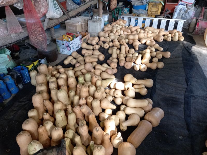 권오성님의 장터 판매 상품 [풀과의 싸움 이네요...] 첨부 사진