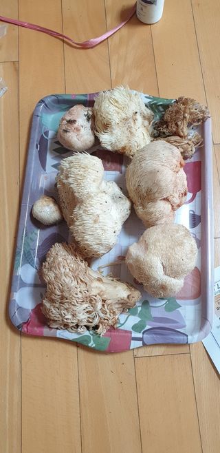 권오정 (천지산)님의 버섯 · 수확 작성글 사진