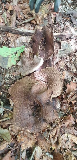 권오정 (천지산)님의 버섯 · 수확 작성글 사진