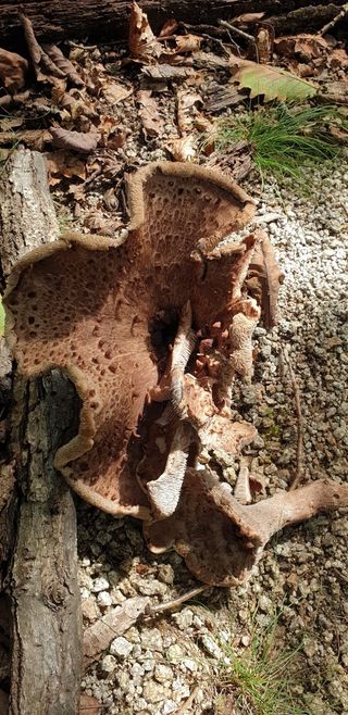 권오정 (천지산)님의 버섯 · 수확 작성글 사진