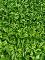 팜모닝 기타작물·병해충상담 게시글 이미지