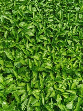 충북영동문병열님의 기타작물 · 병해충상담 작성글 사진