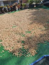 팜모닝 콩·자유게시판 게시글 이미지