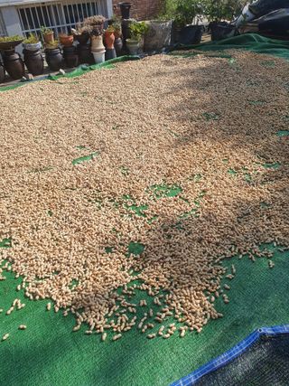 충열사호랑이님의 콩 · 자유게시판 작성글 사진