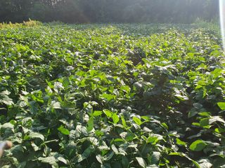 충열사호랑이님의 콩 · 병해충상담 작성글 사진