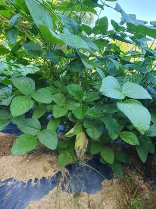 충열사호랑이님의 콩 · 병해충상담 작성글 사진