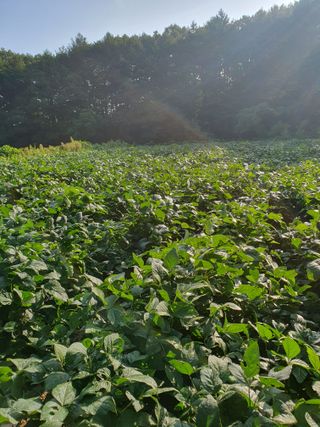 충열사호랑이님의 콩 · 병해충상담 작성글 사진