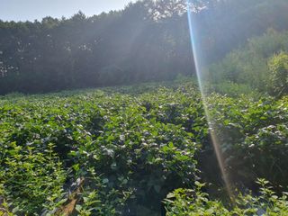 충열사호랑이님의 콩 · 병해충상담 작성글 사진