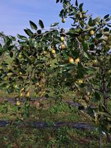 팜모닝 기타작물·병해충상담 게시글 이미지