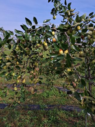 이화진님의 기타작물 · 병해충상담 작성글 사진