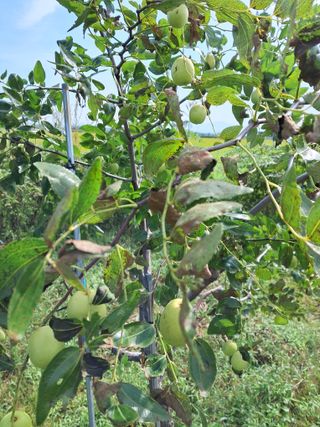 이화진님의 기타작물 · 병해충상담 작성글 사진