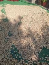 팜모닝 장터이야기·자유게시판 게시글 이미지