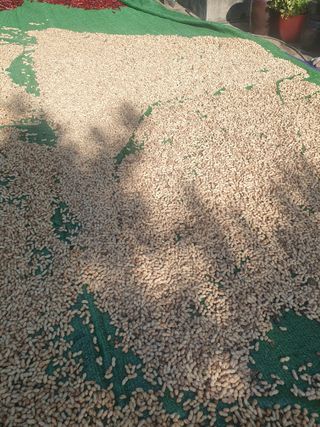 충열사호랑이님의 장터이야기 · 자유게시판 작성글 사진