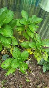 팜모닝 기타작물·병해충상담 게시글 이미지