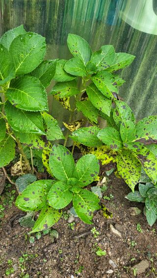 ♡5도2촌pys♡님의 기타작물 · 병해충상담 작성글 사진