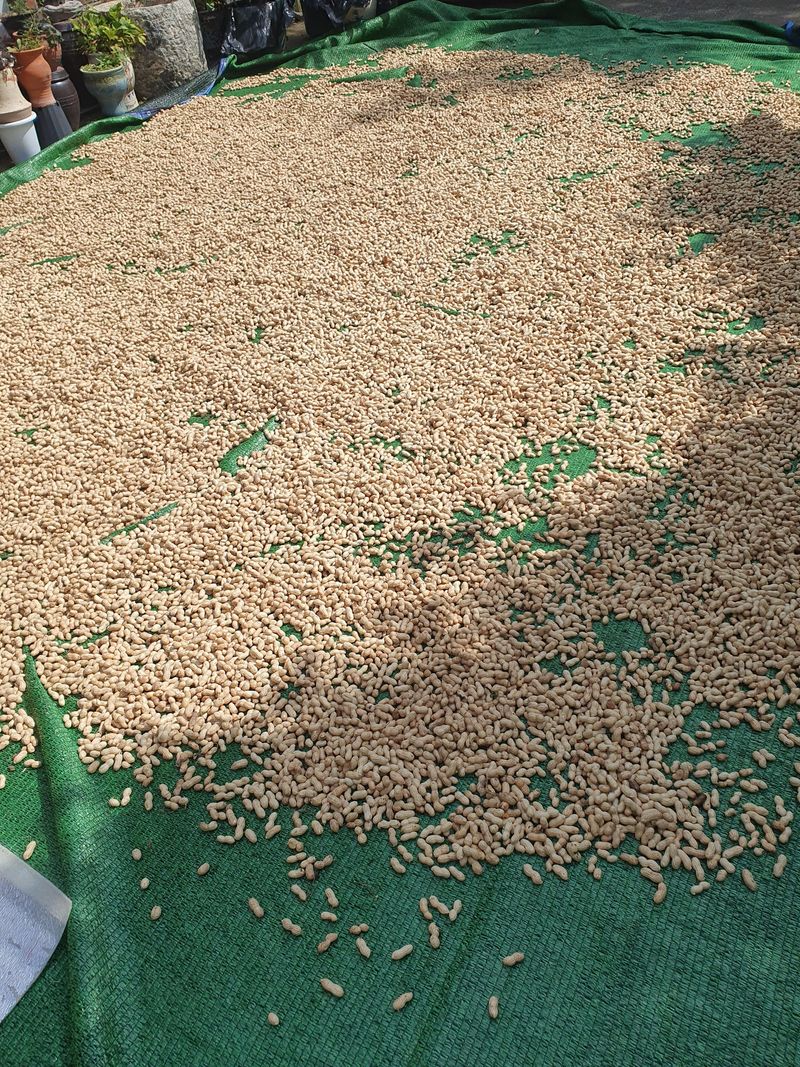 장터 상품 [땅콩1kg] 썸네일