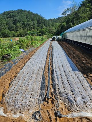 김성진님의 마늘 · 영농일지 작성글 사진