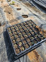 팜모닝 배추·영농일지 게시글 이미지