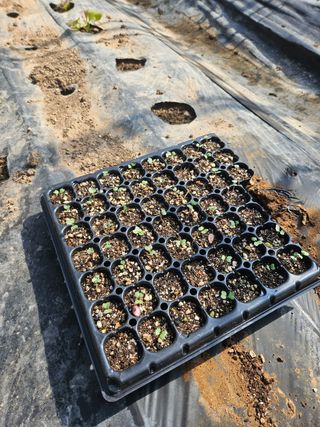 김성진님의 배추 · 영농일지 작성글 사진