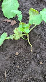 팜모닝 기타작물·병해충상담 게시글 이미지