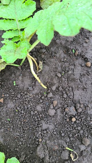 감17696님의 기타작물 · 병해충상담 작성글 사진