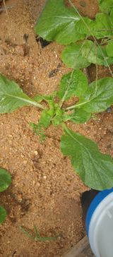 팜모닝 배추·병해충상담 게시글 이미지