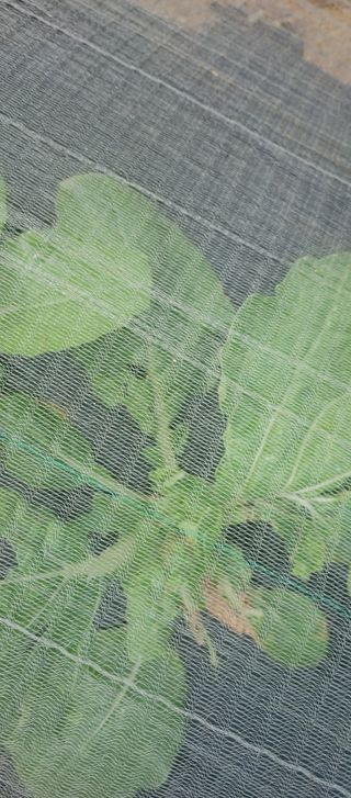 김형태님의 배추 · 병해충상담 작성글 사진