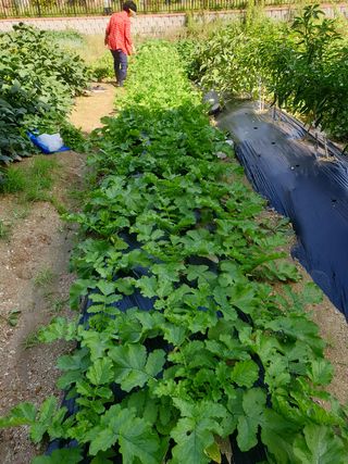 만대산후손님의 기타작물 · 영농일지 작성글 사진