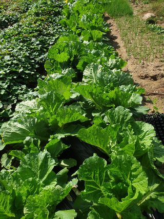 만대산후손님의 기타작물 · 영농일지 작성글 사진