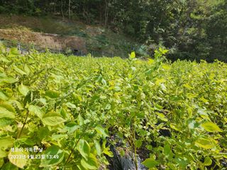 金鎭님의 들깨 · 자유게시판 작성글 사진