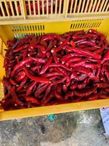 팜모닝 고추·영농일지 게시글 이미지