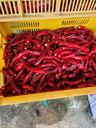 윤정숙님의 고추 · 영농일지 작성글 사진