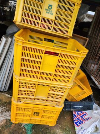 윤정숙님의 고추 · 영농일지 작성글 사진