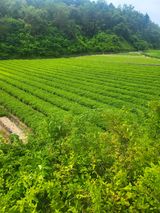 팜모닝 기타작물·자유게시판 게시글 이미지