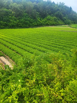 노지잔대재배7년차님의 기타작물 · 자유게시판 작성글 사진