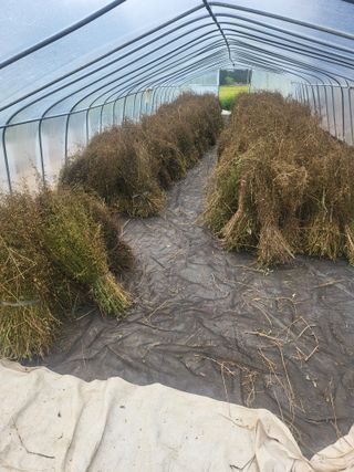 노지잔대재배7년차님의 기타작물 · 자유게시판 작성글 사진