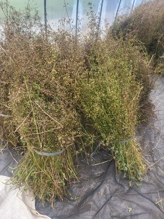 노지잔대재배7년차님의 기타작물 · 자유게시판 작성글 사진