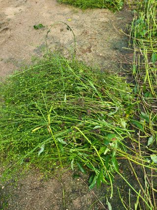 노지잔대재배7년차님의 기타작물 · 자유게시판 작성글 사진