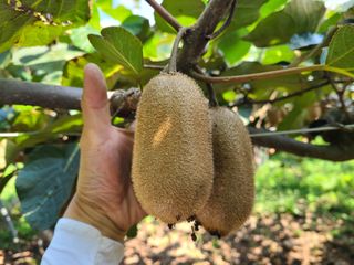 노고단님의 기타작물 · 자유게시판 작성글 사진