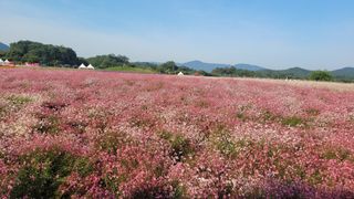 제주농부님의 배추 · 일상 작성글 사진
