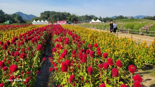 제주농부님의 배추 · 일상 작성글 사진