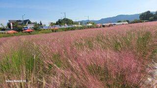 제주농부님의 배추 · 일상 작성글 사진