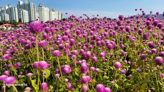 제주농부님의 배추 · 일상 작성글 사진