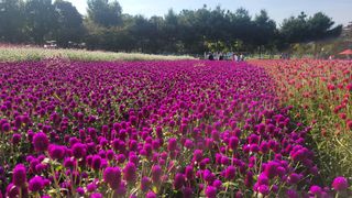 제주농부님의 배추 · 일상 작성글 사진