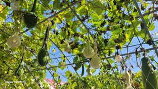 제주농부님의 배추 · 일상 작성글 사진