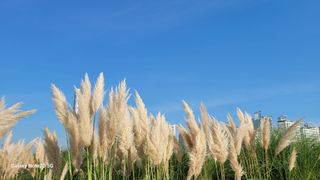 제주농부님의 배추 · 일상 작성글 사진