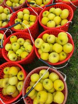 팜모닝 사과·수확 게시글 이미지