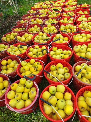 의성,군위 나상덕님의 사과 · 수확 작성글 사진