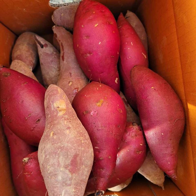 장터 상품 [여주 꿀고구마 5kg, 10kg] 썸네일