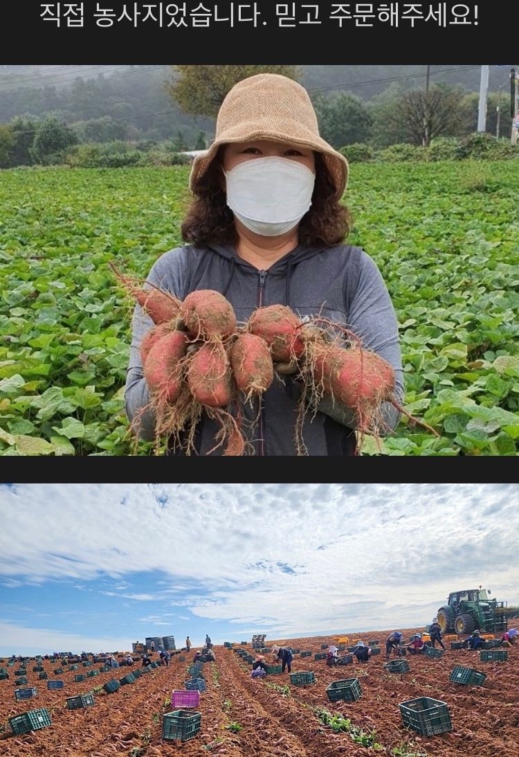 윤희순님의 장터 판매 상품 [여주 꿀고구마 5kg, 10kg] 첨부 사진